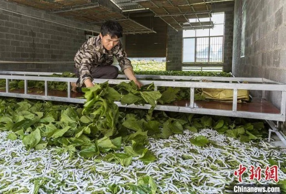 澳门最精准真正最精准龙门蚕|精选解释解析落实_迅速版.2.728
