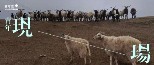 四不像正版四不像免费资料的优势|经典理论与实践的完美结合_移动版Timi.8.248